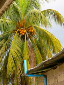 Coconut tree at the office of an NGO in Zanzibar Town